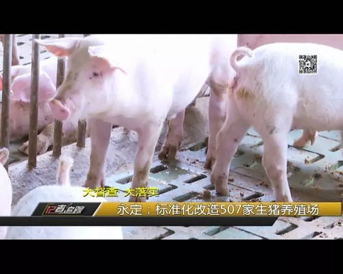 永定 标准化改造507家生猪养殖场