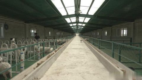 尉犁:打造标准化养殖基地 助力脱贫攻坚