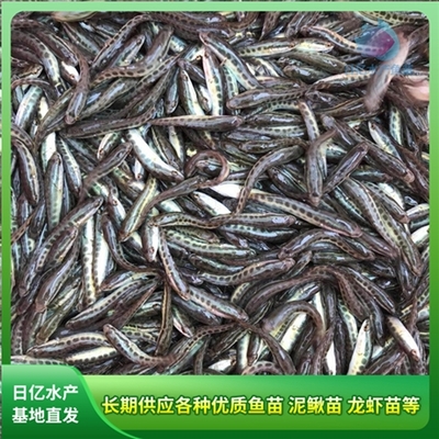 产品图片_广州市花都区赤坭日亿水产鱼苗养殖场