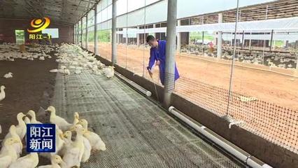 阳春:水禽旱养拓出环保养殖新路