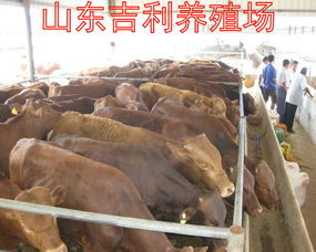 【山西吕梁肉牛养殖场】- 