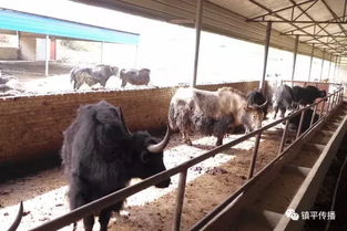 镇平柳泉铺中法肉牛养殖基地扶贫帮困