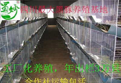 重庆那有黑豚种苗卖 蜀妙荷兰猪