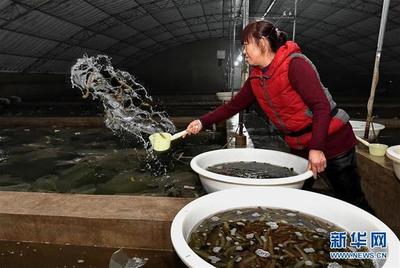 河北乐亭:海产品工厂化养殖助农增收