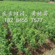 大量批发商价格 大量批发商公司 图片 视频