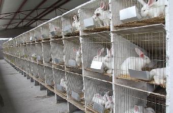 合肥市肉兔养殖基地_志趣网