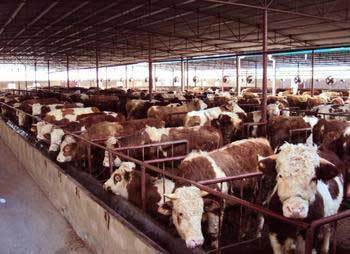 黄冈肉牛养殖基地-特色农产品-贸易频道-松际农网