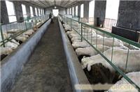 专业养殖优质纯种羊基地_专业养殖优质纯种羊基地高清大图_专业养殖优质纯种羊基地高清图片_一比多产品库