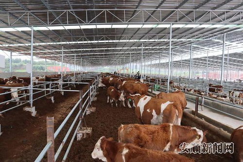 安顺 用活 28安心养 模式 推动肉牛产业扩群增量
