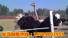 百泰牛羊珍禽特种养殖基地