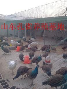 三门峡孔雀养殖场在哪啊_农副产品_世界工厂网