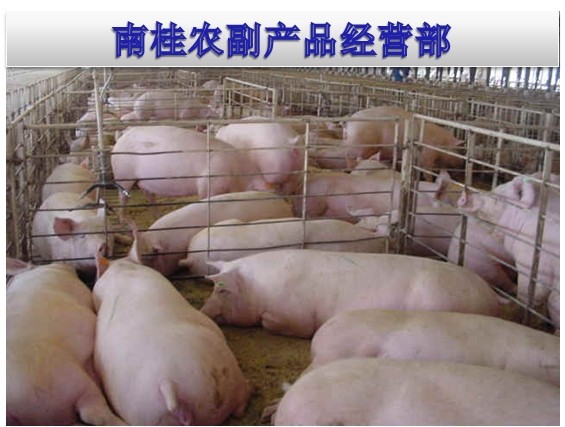 广西生猪养殖基地供应三元猪 长白猪 土杂猪 - 养殖批发网