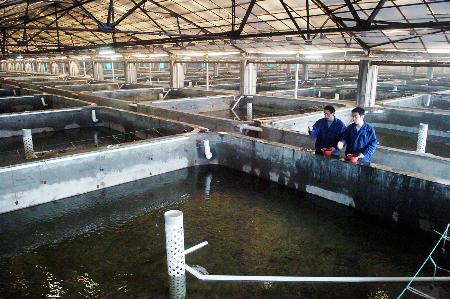 图文:天津建成全国最大全封闭内循环水产品养殖基地_新闻中心_新浪网