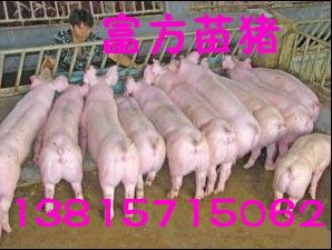 富方良种苗猪养殖基地货到付款选购仔猪产品大图 富方苗猪繁殖基地江苏仔猪养殖场