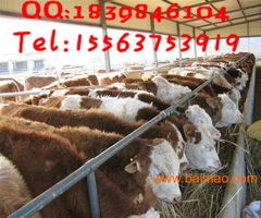 黑龙江安达市西门塔尔牛牛犊多少钱一头