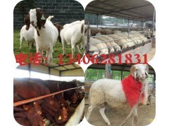 广西肉牛养殖基地