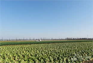 探访上海最大蔬菜生产基地 请放心本地蔬菜供应充足