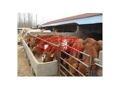 肉牛价格湖54南肉牛养殖基地肉牛肉羊养殖场