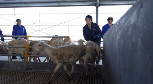 聚力 三个年 奋进 十四五 咩咩咩 全国单体最大的湖羊养殖基地上线