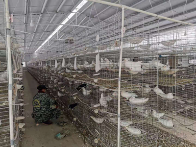 图片4