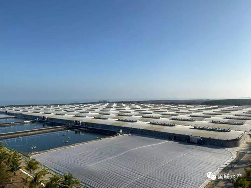 国联工厂化养殖基地迎丰收,亩产超5,000斤
