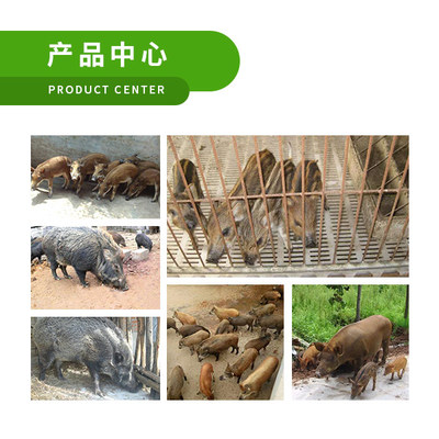 九江商品野猪养殖出售