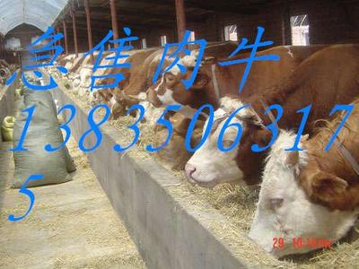 山西忻州奶肉牛养殖基地