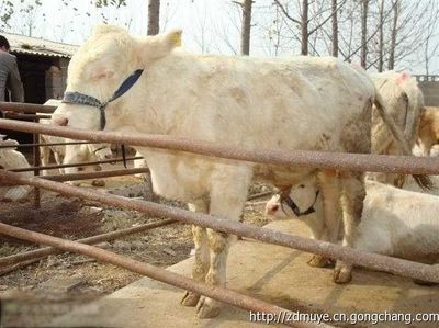 福建龙岩养牛场-龙岩养牛基地-养牛技术_农副产品_世界工厂网