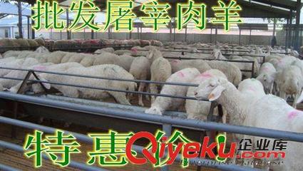 最大肉羊养殖场基地 蚌埠市低价出售屠宰肉羊图片|最大肉羊养殖场基地 蚌埠市低价出售屠宰肉羊产品图片由嘉祥县奥丰牛羊养殖场公司生产提供-