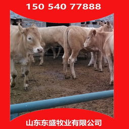 江苏省南通市小牛犊多少钱 钰宏养殖场