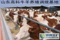 养牛利润与成本科学养肉牛养牛交配技术[供应]_牲畜_世界工厂网中国产品信息库