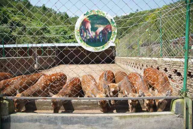 陕西最大鹿养殖基地以及鹿产品深加工工厂133-0915-3231杨董事长