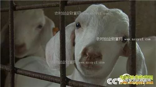 致富经 恩爱夫妻三年三招养羊发羊财