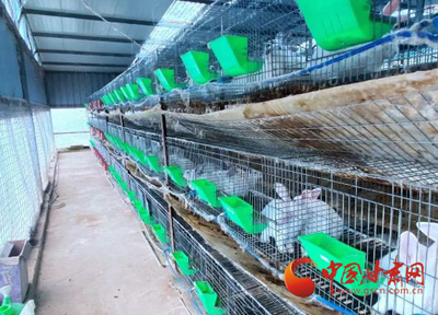 礼县:养殖伊拉兔 走出致富路
