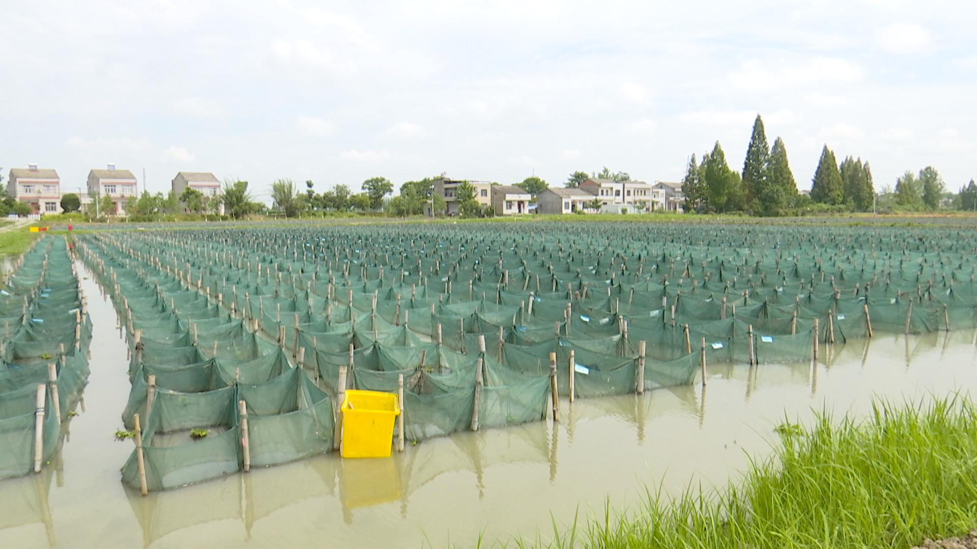 长江云新闻记者走进全国规模最大的黄鳝养殖基地——仙桃洪渊泽水产