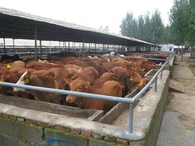 化德县宏旺种养殖肉食品加工肉牛、肉羊系列产品获国家绿色食品证书