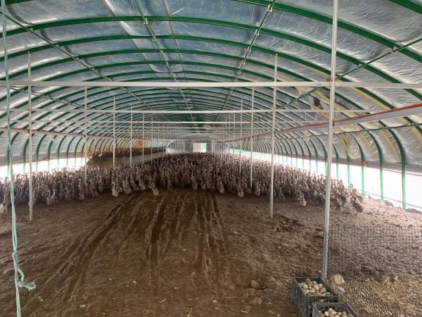 鲁山县林楼村:10万只蛋鸭实现“生态化”养殖