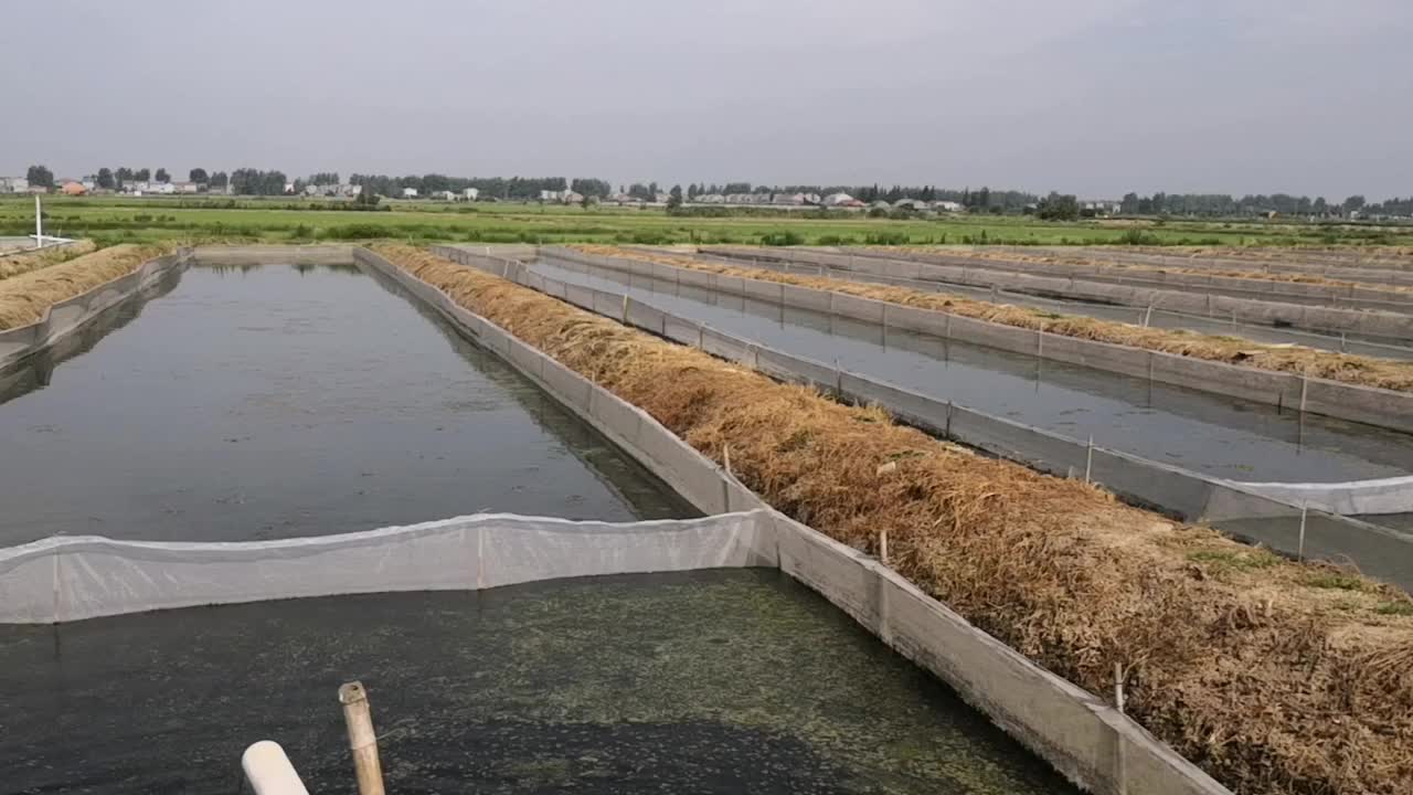 百亩水蛭养殖基地,解决饲料难题,可以亩入十万元