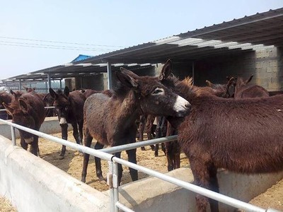 杂交驴 乌头驴 德州驴 肉驴养殖 养殖场 肉驴厂家 肉驴养殖图片_高清图_细节图-郓城县鸿霞养殖场