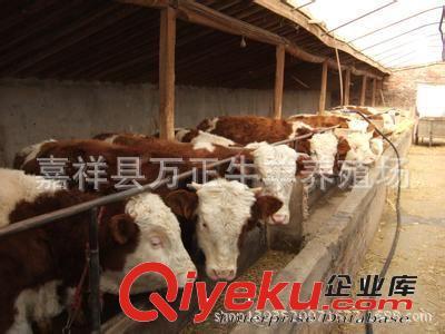 架子牛共分为3种架子10个等级万胜牛羊养殖基地图片|架子牛共分为3种架子10个等级万胜牛羊养殖基地产品图片由嘉祥县万正牛羊养殖场公司生产提供-