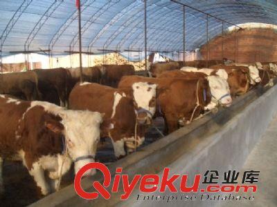 西门塔尔牛/鲁西黄牛/养牛/肉牛价格/内蒙肉牛养殖基地在哪-嘉祥县黄垓乡梁嘉门市部提供西门塔尔牛/鲁西黄牛/养牛/肉牛价格/内蒙肉牛养殖基地在哪的相关介绍、产品、服务、图片、价格嘉祥县黄垓乡梁嘉门市部、肉牛 肉牛犊;肉羊 波尔山羊小尾寒羊;西门塔尔牛 鲁西黄牛;肉驴;白山羊 黑山羊
