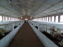 山东辉发牧业肉牛肉羊养殖基地