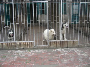 辽宁鞍山军威宠物犬养殖基地