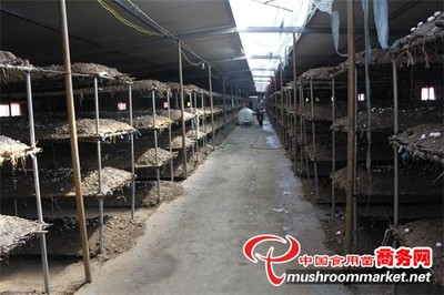 甘肃:永昌晟达农牧农民合作社双孢菇种植效益显著_业内动态_食用菌新闻_中国食用菌商务网