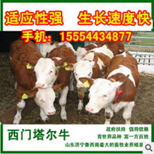 广西肉牛养殖场,广西肉牛怎么养殖