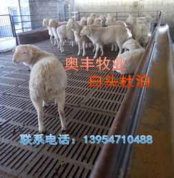 思南肉羊基地新闻