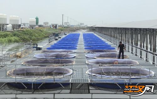 江陵 水产养殖场现代渔业设施养殖投苗25000尾