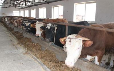 山东兴旺肉牛种羊繁育基地_产品信息