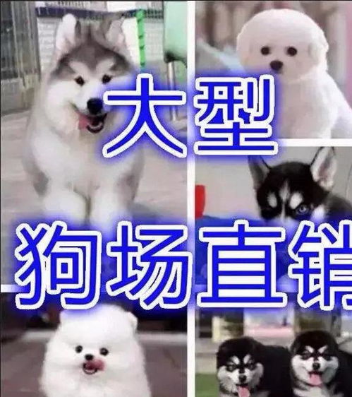 图 成都大型繁殖基地600出售世界宠物名犬活送用品 成都宠物狗