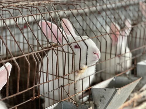 白杨镇 特色养殖小肉兔 蹦 出振兴致富路